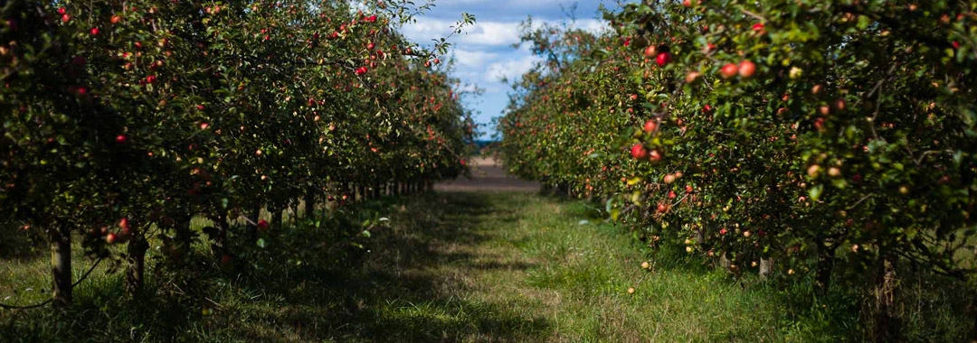 Cidre