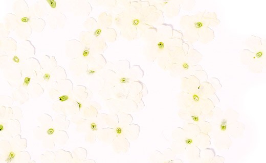 Getrocknete Essblüten der weißen Verbene  - Neworks
