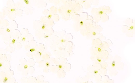 Getrocknete Essblüten der weißen Verbene  - Neworks